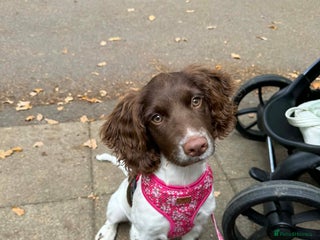 English Springer Spaniel dogs Very reluctant sale - Advert 15