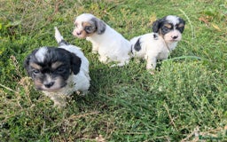 Cavapoo dogs for sale: Stunning CAVAPOO pups, DNA health tested parents - Image 12