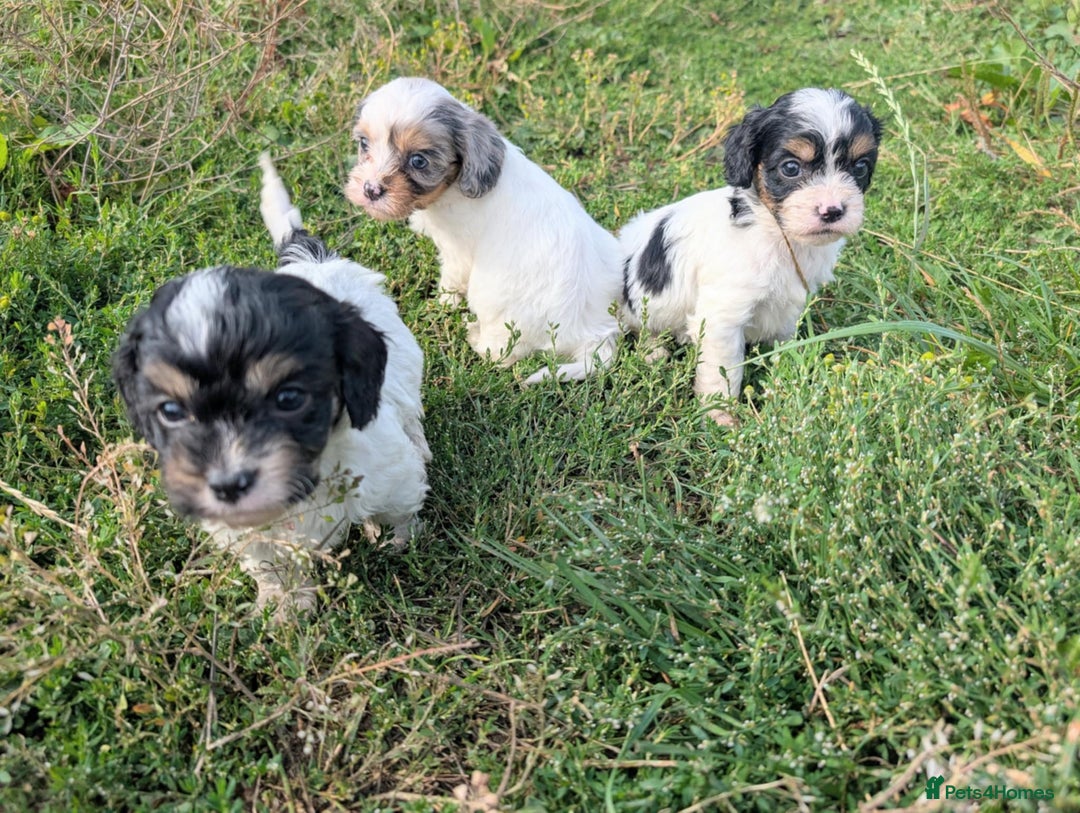Cavapoo dogs for sale: Stunning CAVAPOO pups, DNA health tested parents - Image 12
