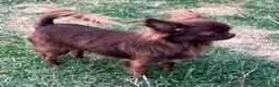 Chihuahua dogs for stud: BEAUTIFUL KC BOYS FOR STUD DUTIES 💜🤎 - Advert 7