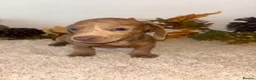 Dachshund dogs for sale: 🐾 LILAC DAPPLE DACHSHUND PUPPIES 🐾 in Coventry - Advert 10