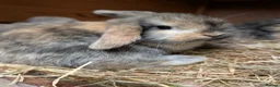 Mini Lop rabbits for sale: Adorable Pure Bred Mini Lops *READY THIS WEEK* - Advert 1