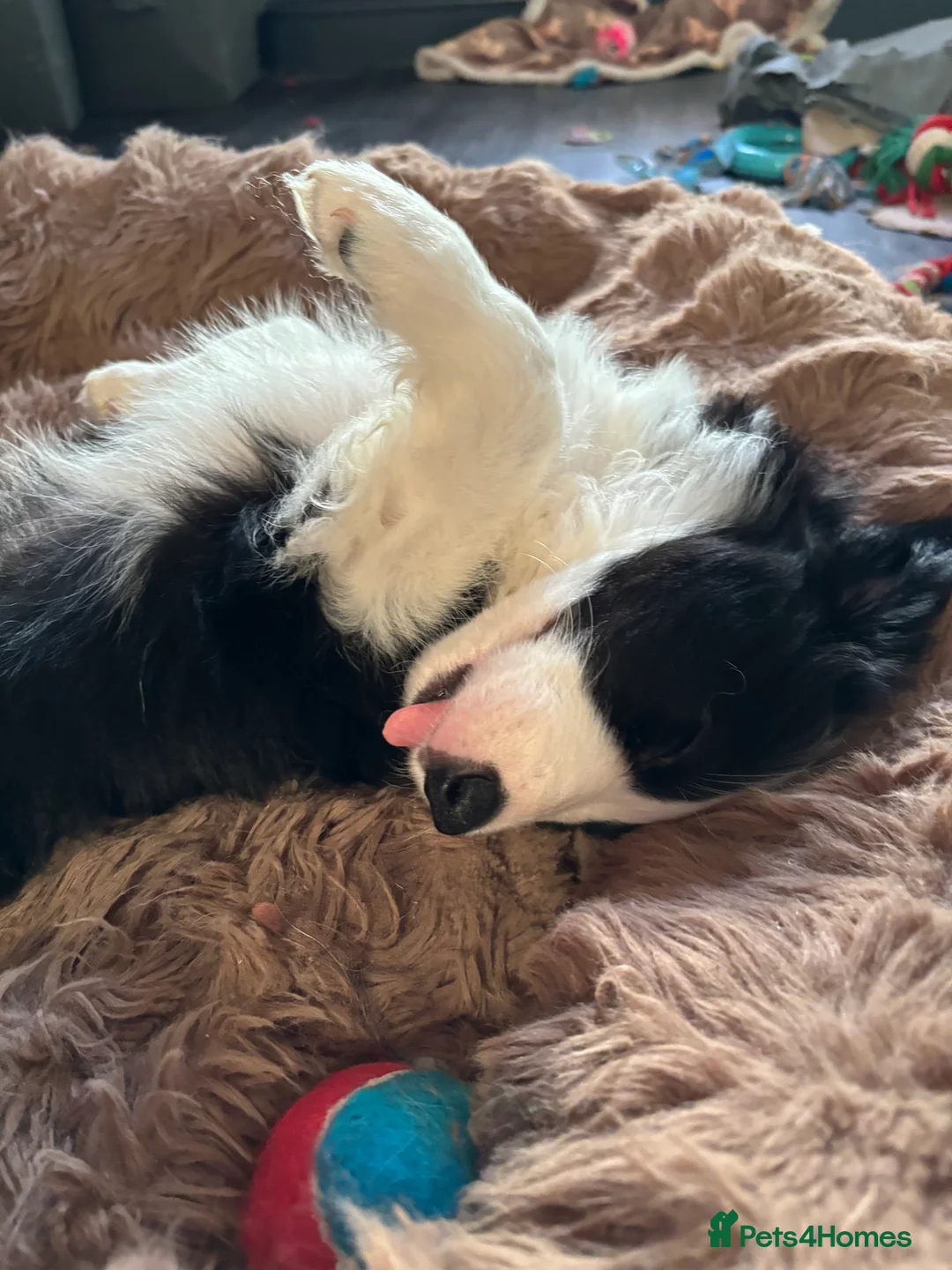 Border Collie dogs for sale: 4 border collie puppies - Advert 15
