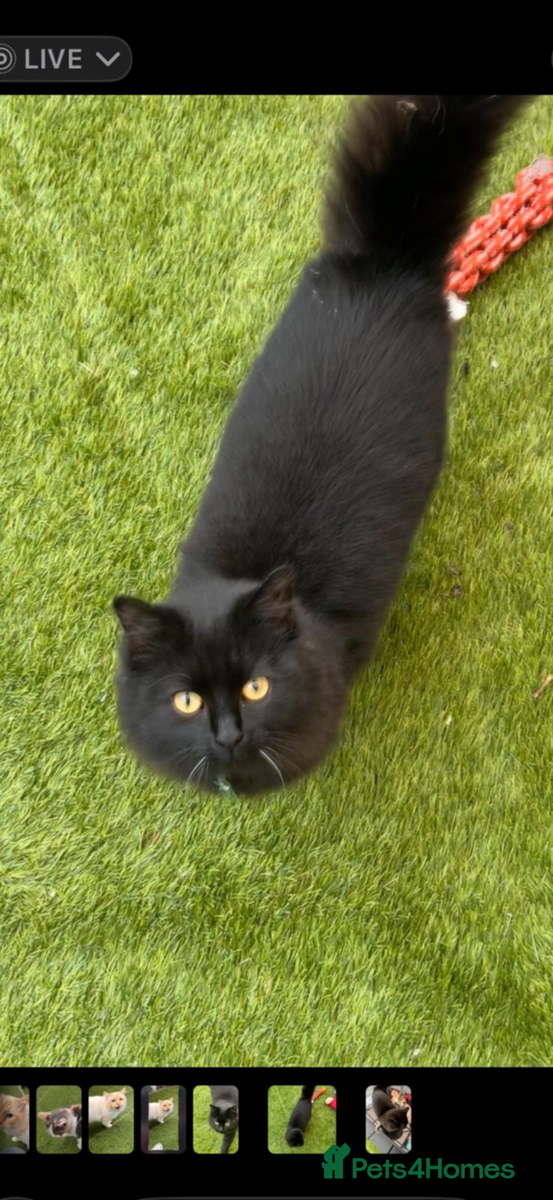 Ragdoll cats for sale: !!!Ready to reserve Ragdoll babies!!!  - Advert 16