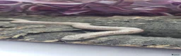 Snake reptiles for sale: Baby western hognoses from £200  - Advert 4