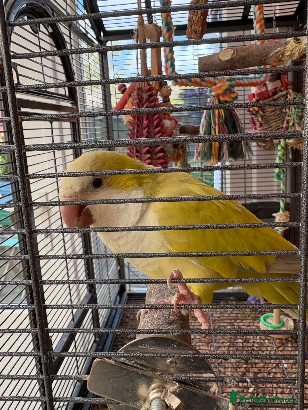 Parrots birds for sale: Male rare lime Quaker parrot for sale  - Advert 1