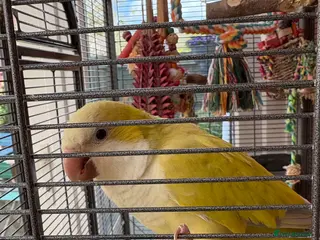 Parrots birds Male rare lime Quaker parrot for sale - Advert 1