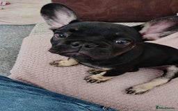 French Bulldog dogs for sale: Female french bulldog  - Image 3