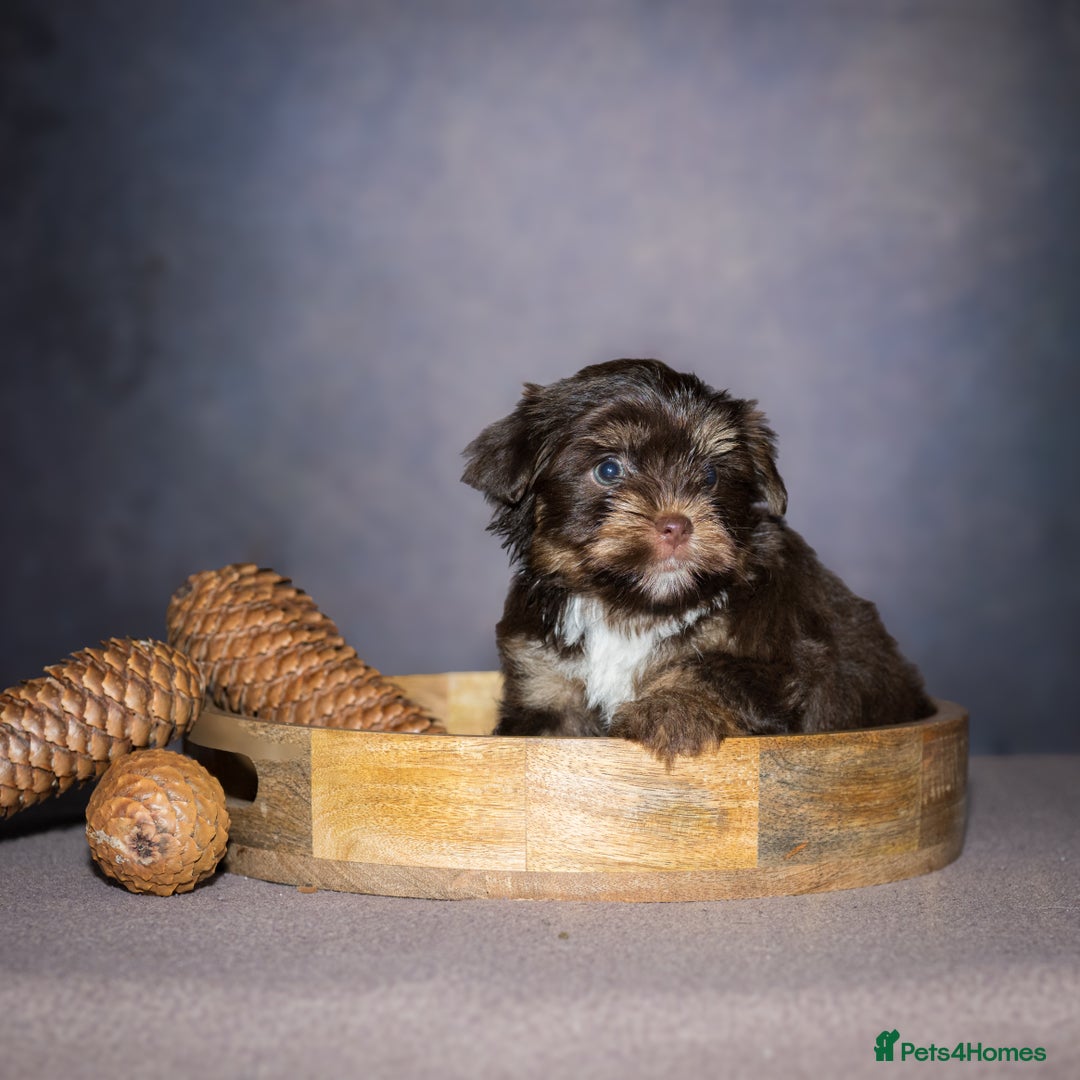 Yorkshire Terrier dogs for sale: Colorful Yorkshire Terrier puppies for sale - Image 5