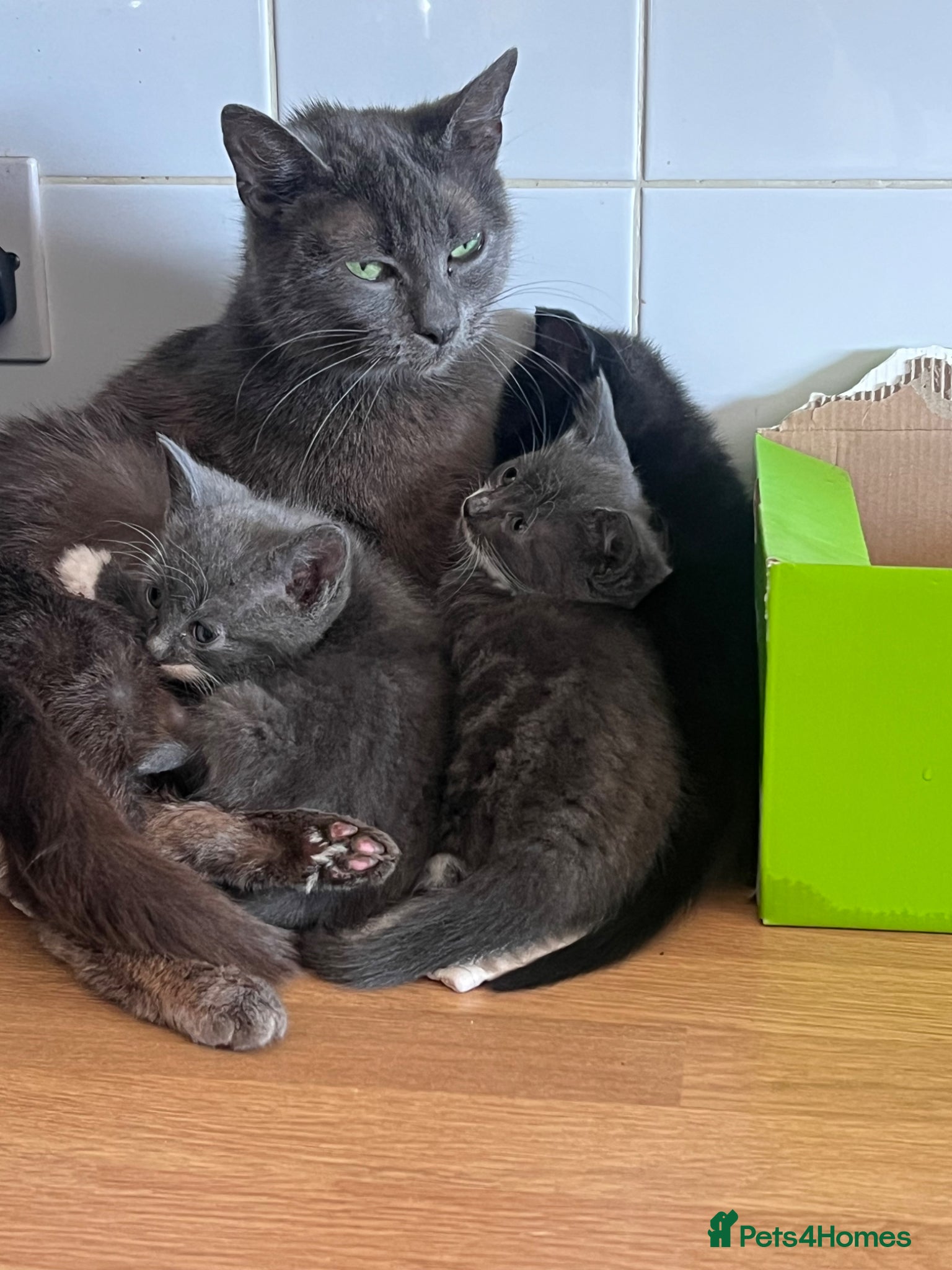 Mixed Breed cats     Beautiful Kittens Ready To Leave  - Advert 1