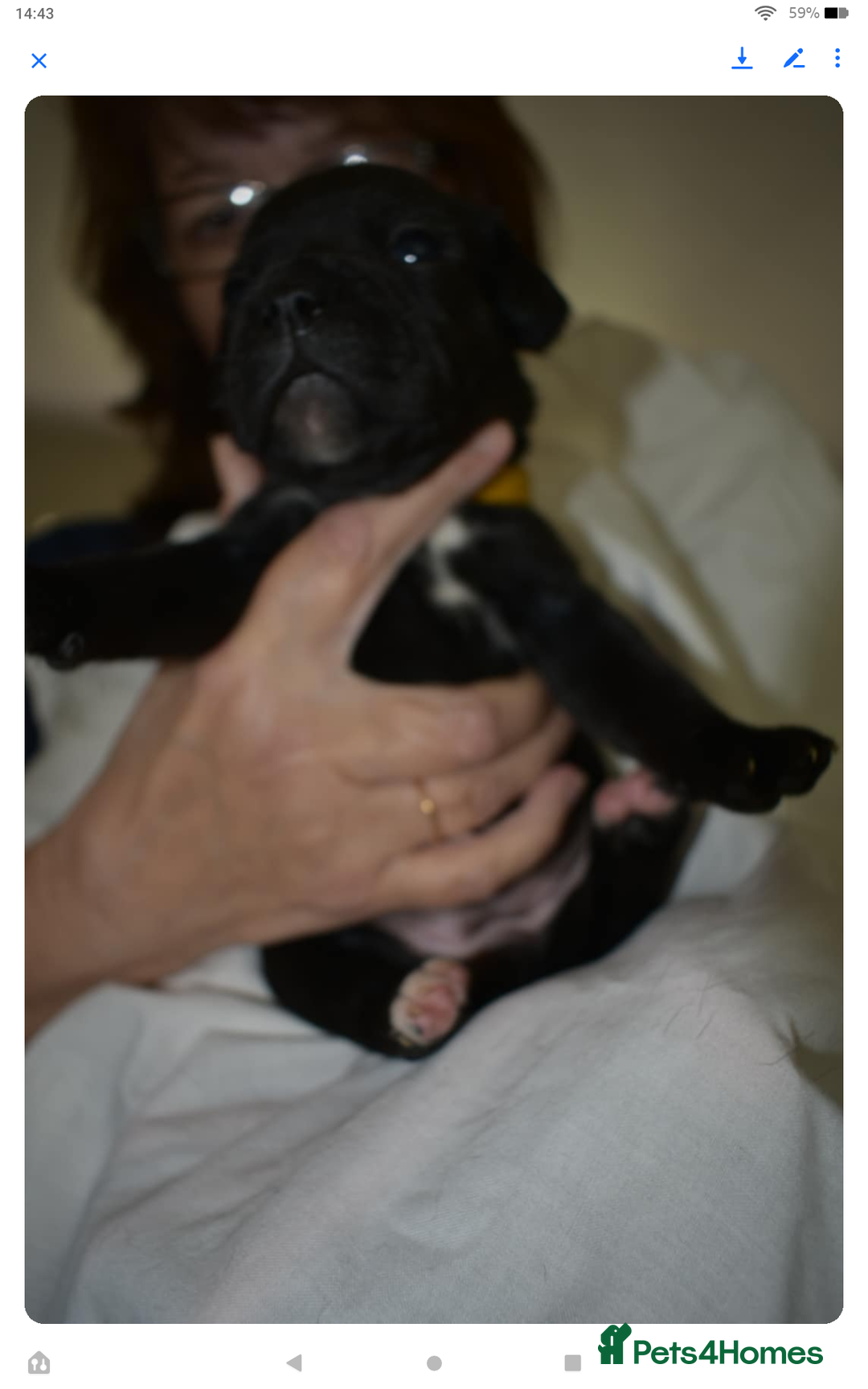 Staffordshire Bull Terrier dogs for sale: Kc registered Staffordshire Bull terrier pups - Image 6