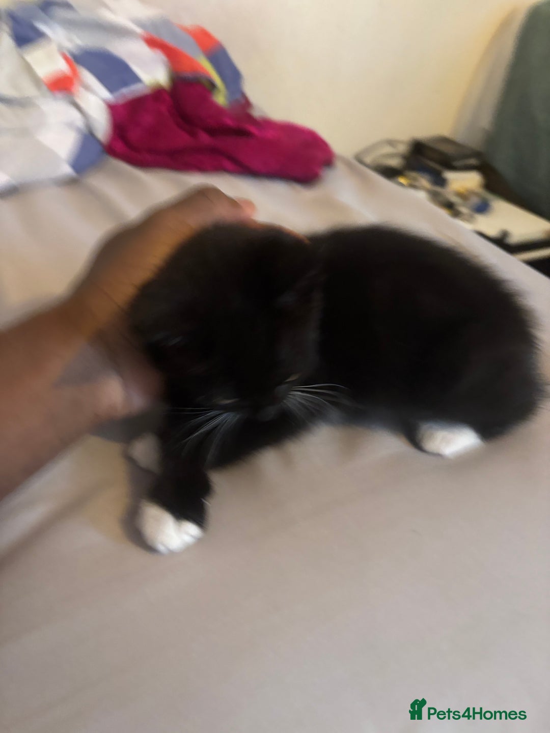 Mixed Breed cats for sale: Playful Black & White Tuxedo Kitten – Loving Home  - Advert 9