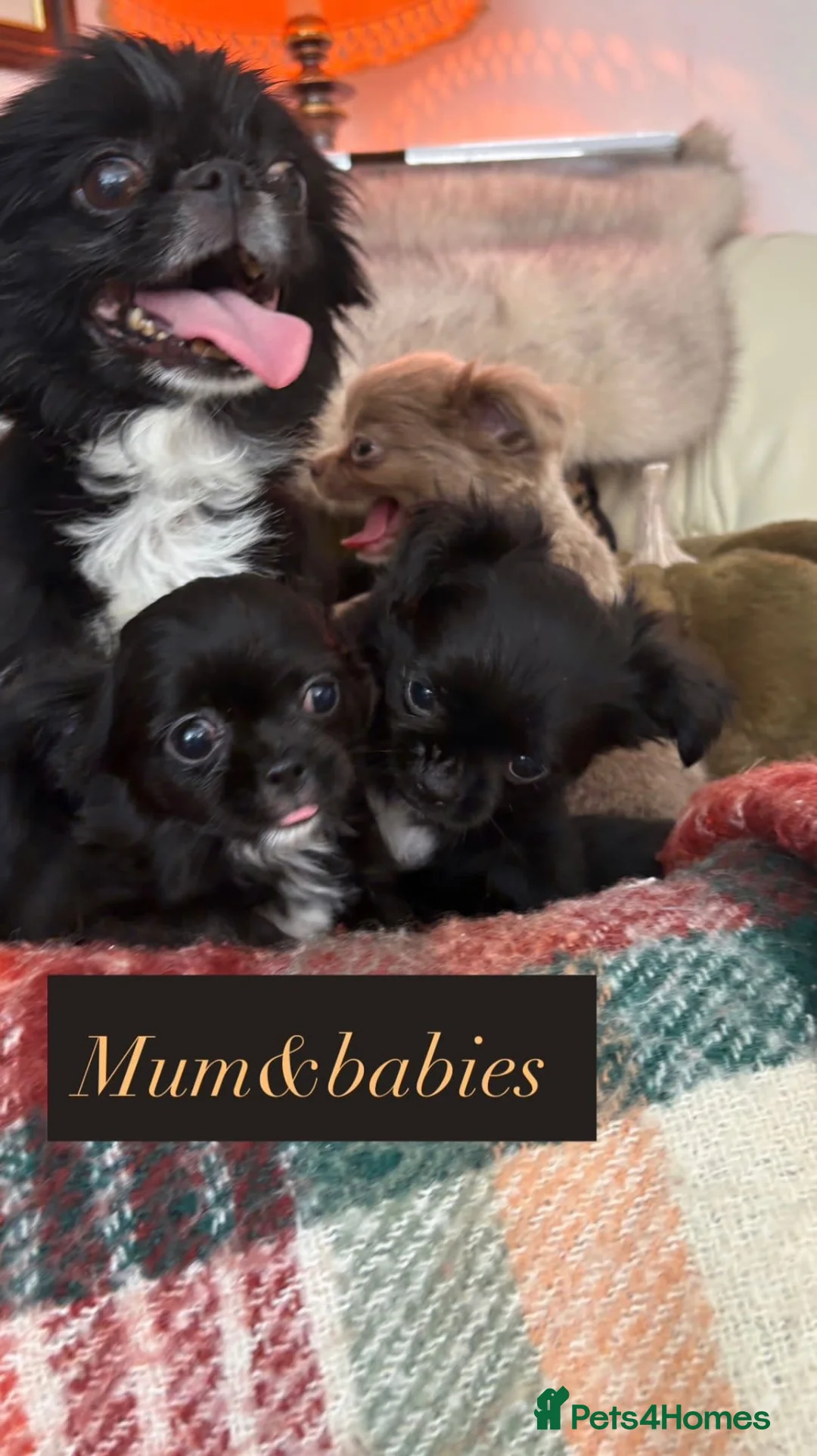 Chihuahua dogs for sale: Long Coat Russian bloodline Chihuahua - Advert 2