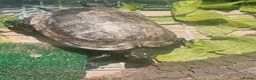 Turtle reptiles for sale: Water turtle  - Advert 1