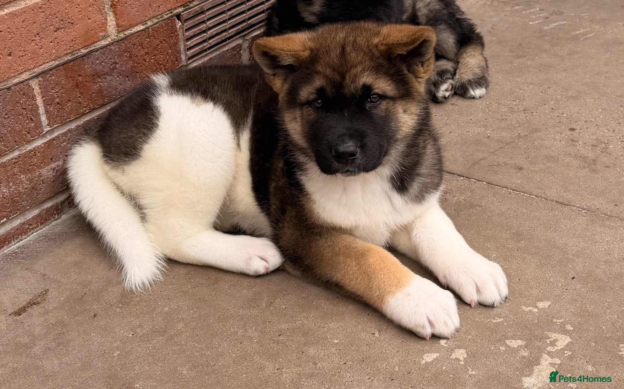 Akita dogs for sale: American Akita  - Advert 17