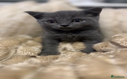 British Shorthair cats for sale: GCCF Registered 5 Generation British Shorthair - Image 7