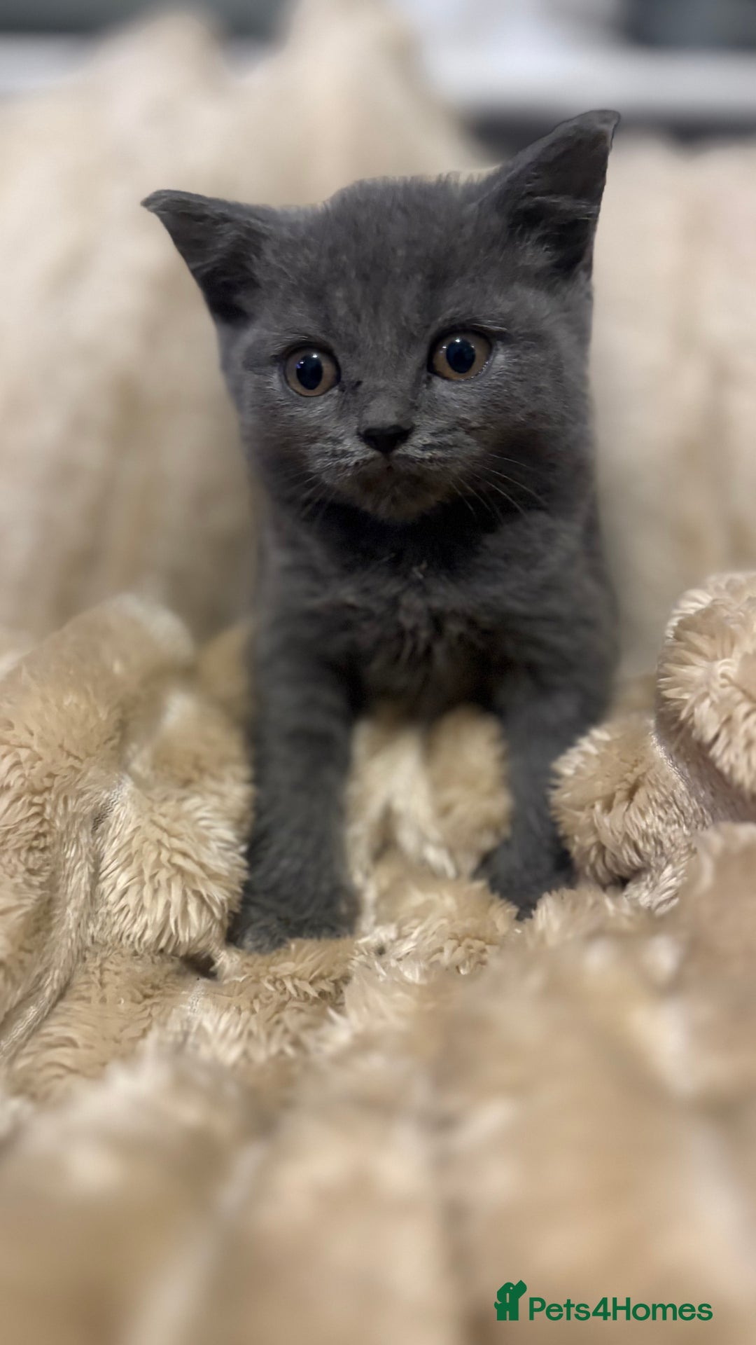 British Shorthair cats for sale: GCCF Registered 5 Generation British Shorthair - Image 7