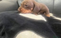 Miniature Dachshund dogs for sale: Champion line miniature Dachshunds KCREG PRACLEAR  - Image 19