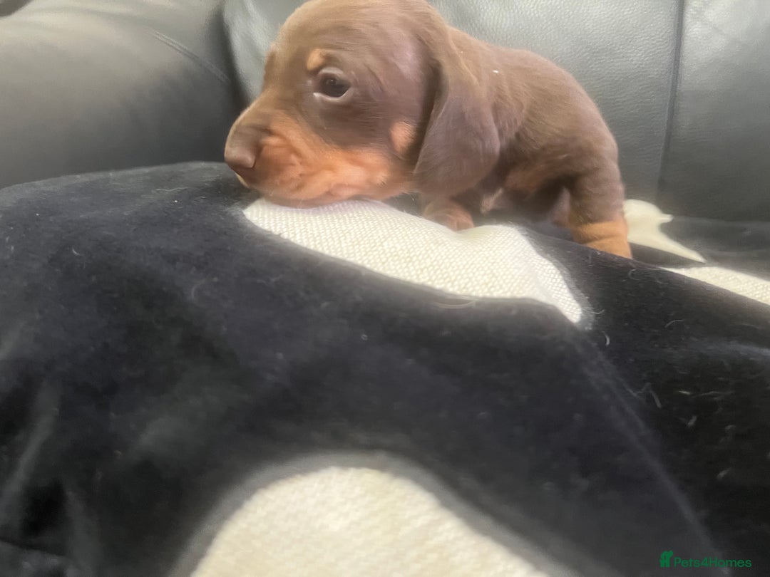 Miniature Dachshund dogs for sale: Champion line miniature Dachshunds KCREG PRACLEAR  - Image 19