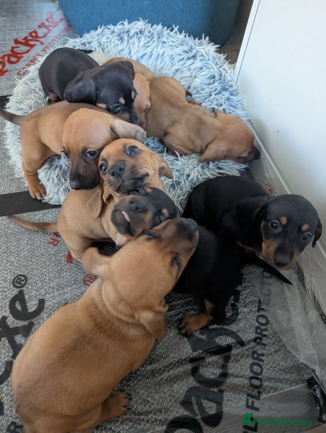 Dachshund dogs for sale: 5 week Old Dachshunds - Image 13