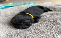 Labrador Retriever dogs for sale: Beautiful litter of kc registered labrador  - Image 8