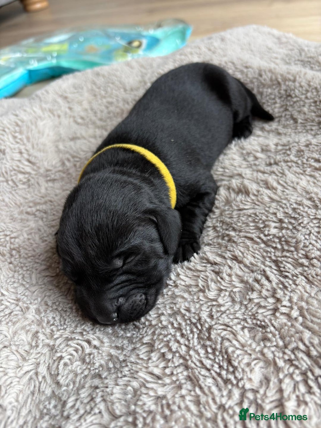 Labrador Retriever dogs for sale: Beautiful litter of kc registered labrador  - Image 8