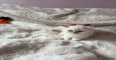 British Shorthair cats - Advert 6