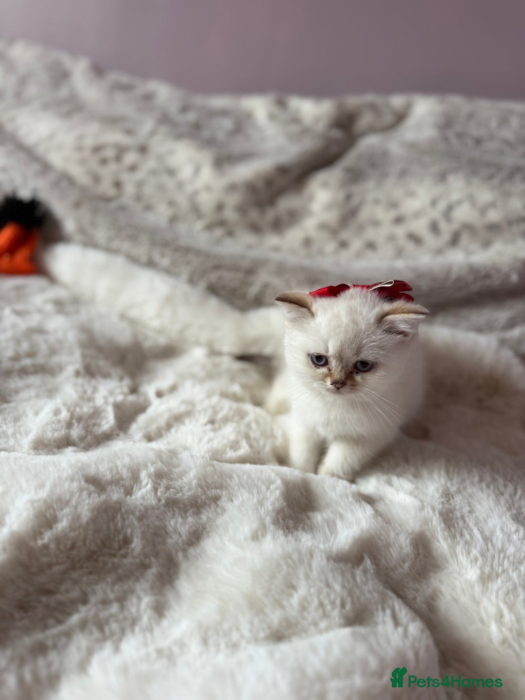 British Shorthair cats for sale: Quality British Shorthair kittens  - Image 2