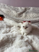 British Shorthair cats - Advert 6