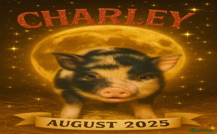 Pig livestock - Advert 1