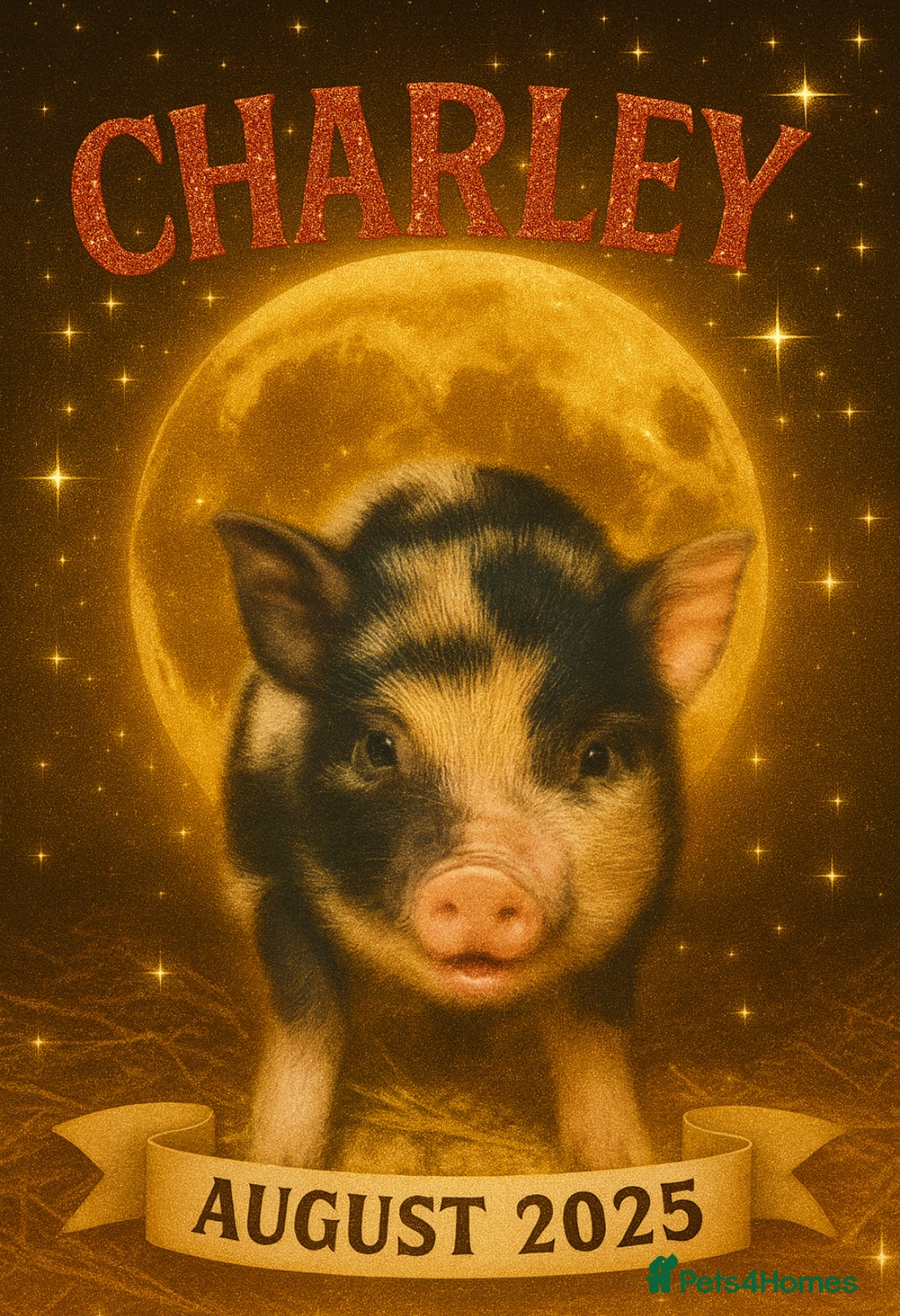 Pig livestock for sale: Two Adorable Micro Piglets Juliana,s - Image 1