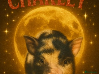 Pig livestock - Advert 7