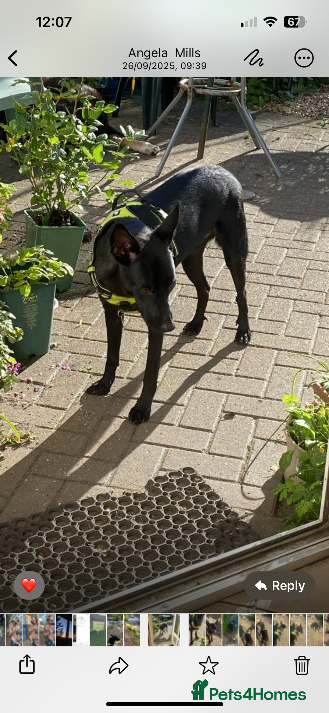 Mixed Breed dogs for adoption: Pango is looking for his forever home  - Image 5