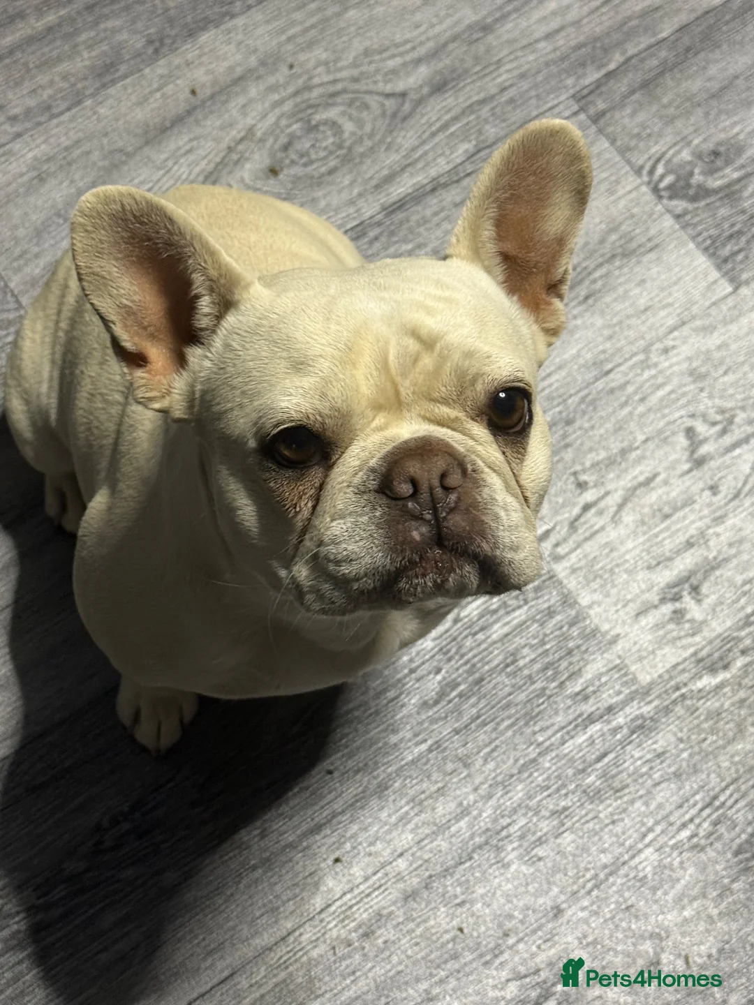 French Bulldog dogs for sale: Gorgeous platinum female French bulldog - Advert 2