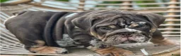 English Bulldog dogs for sale: Stunning English bulldog puppies  - Advert 11