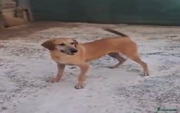 Mixed Breed dogs for adoption: Alfie - Image 3