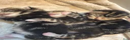 Mixed Breed cats for sale: 3 female kittens in Lockerbie - Advert 3