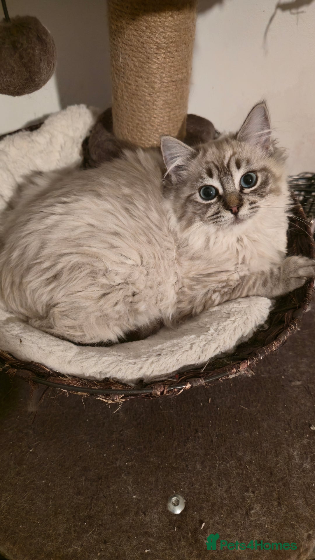Ragdoll cats for sale: Adorable Ragdoll cross Scottish Straight - Advert 11