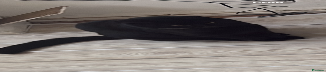 Domestic Shorthair Kitten 1