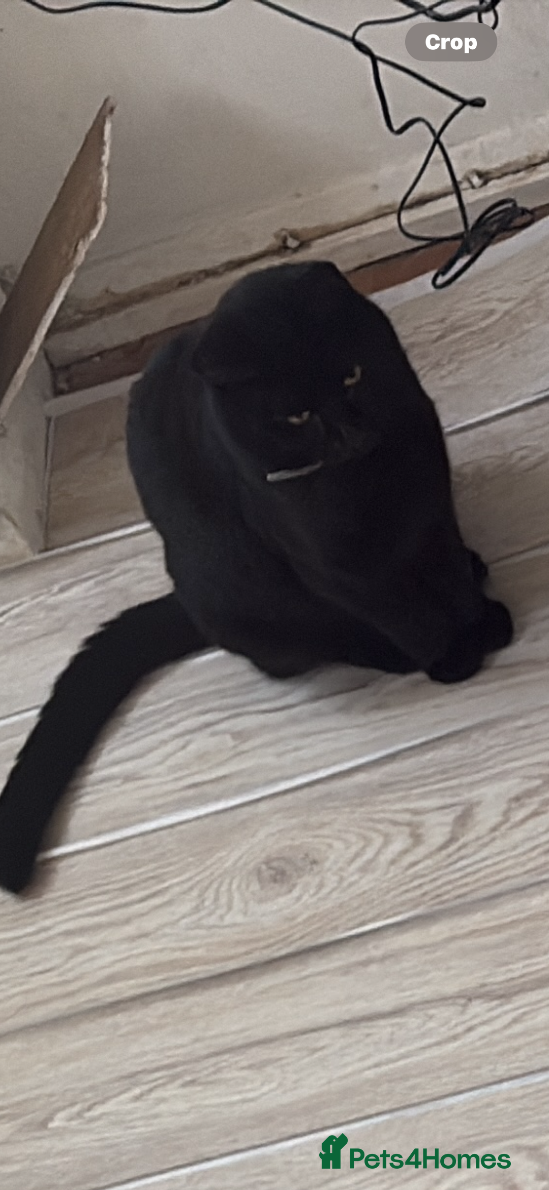 Domestic Shorthair cats for sale: Ready to leave now  - Advert 3