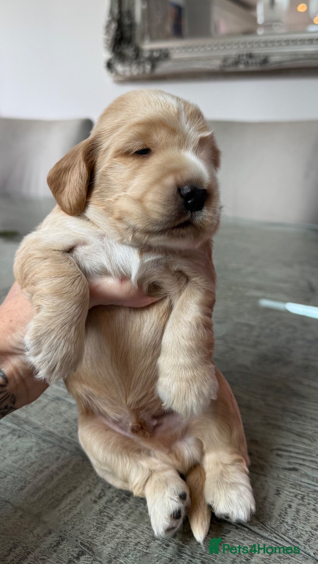 Cocker Spaniel dogs 🤍 KC Show Cocker Spaniels 🤍 - Advert 2