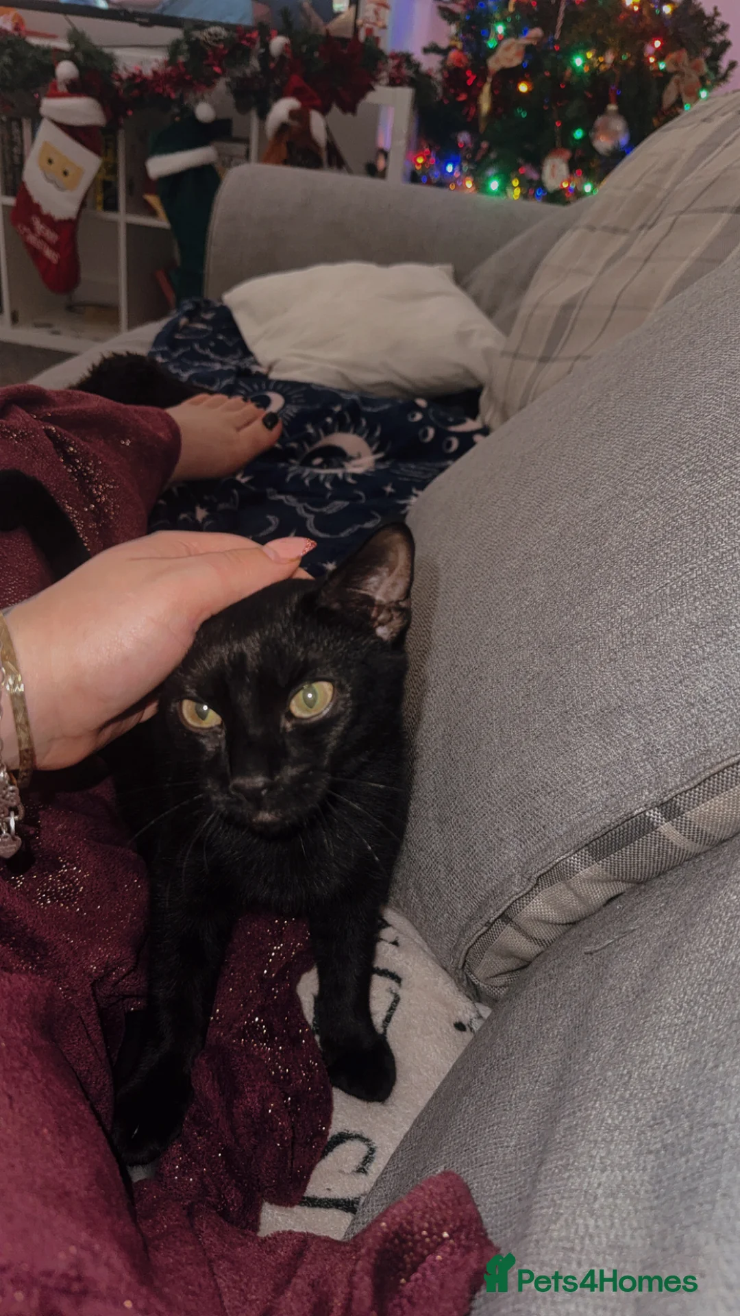 Mixed Breed cats for sale: FREE black cat to loving home  - Advert 3