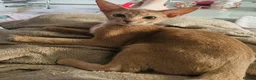 Abyssinian cats for sale: TICA TRIPPLE GRAND CHAMPION ABYSSINIAN GIRL - Advert 9