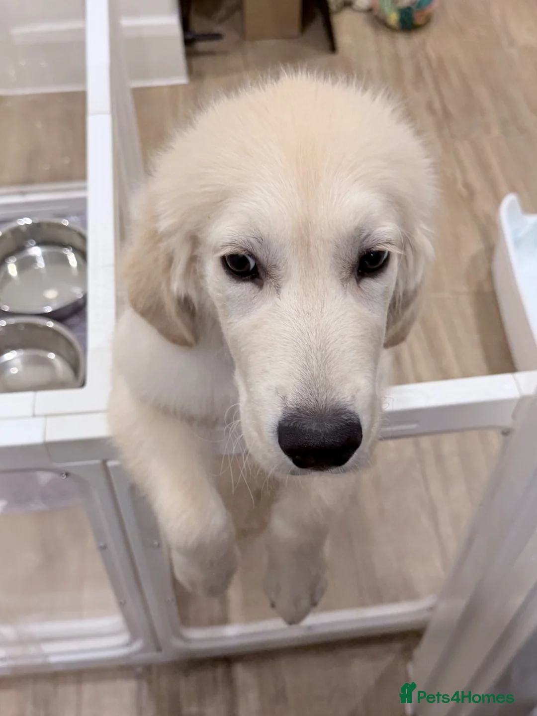 Golden Retriever dogs for sale: Beautiful Golden Retriever Puppy in London - Advert 12