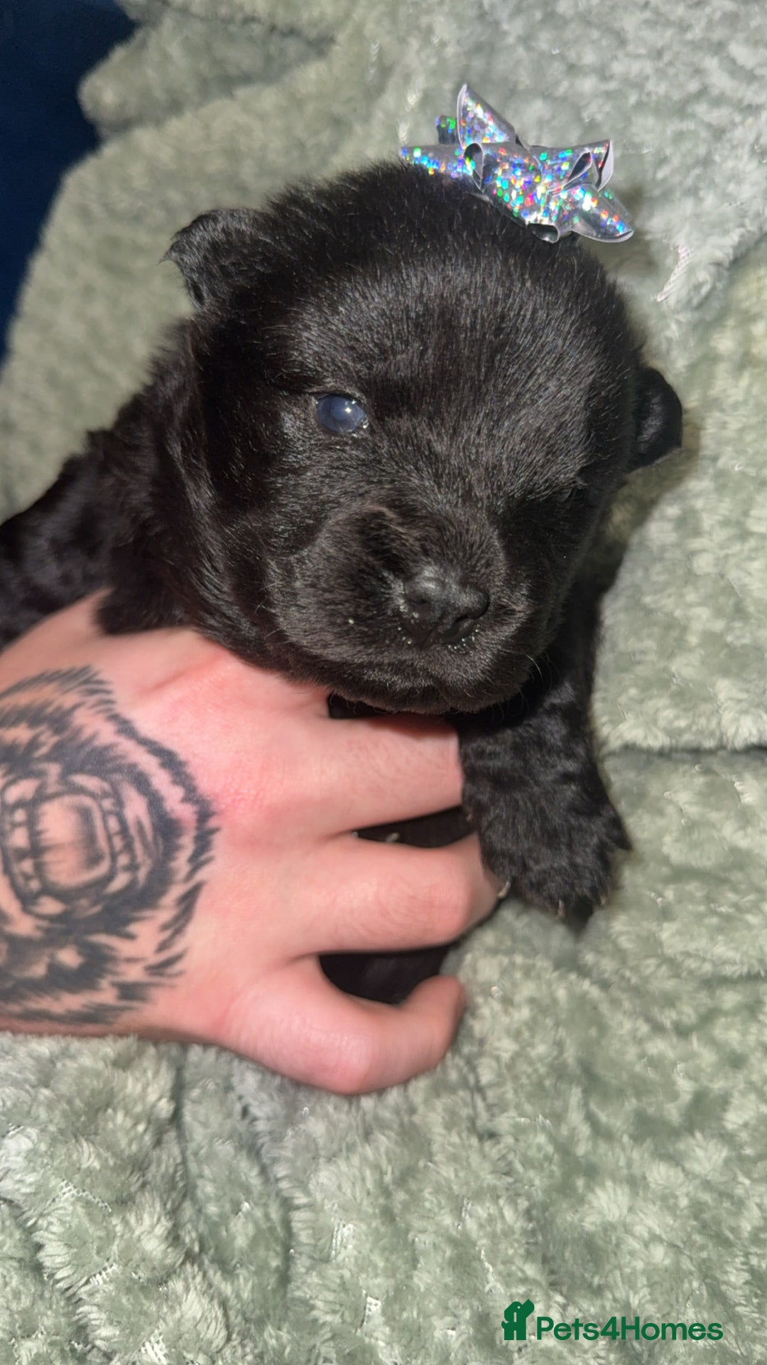 Chow Chow dogs for sale: Chow chow puppies  - Advert 27