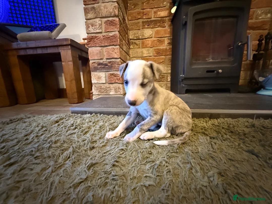 Whippet dogs for sale: KC Registered Whippet Puppies – Home Reared, - Advert 31