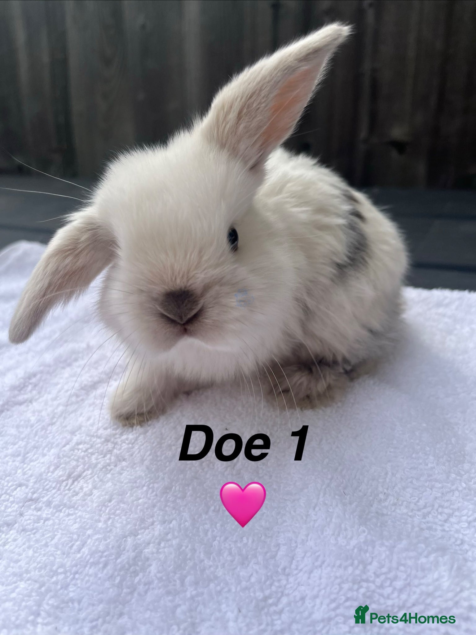 Mini Lop rabbits Gorgeous Pure bred Mini lops - Advert 3