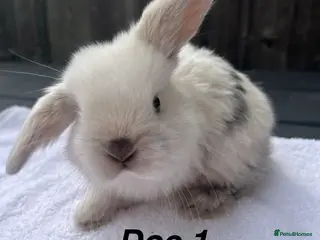 Mini Lop rabbits Gorgeous Pure bred Mini lops - Advert 3