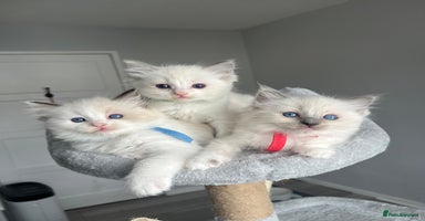 Ragdoll cats - Advert 4