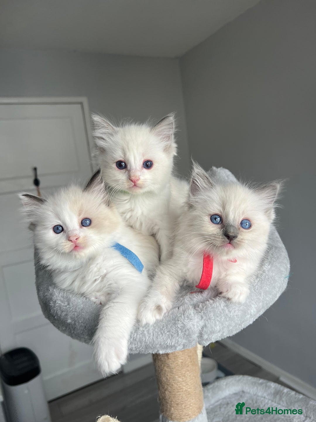 Ragdoll cats for sale: Registered Ragdoll kitttens for sale - Image 3